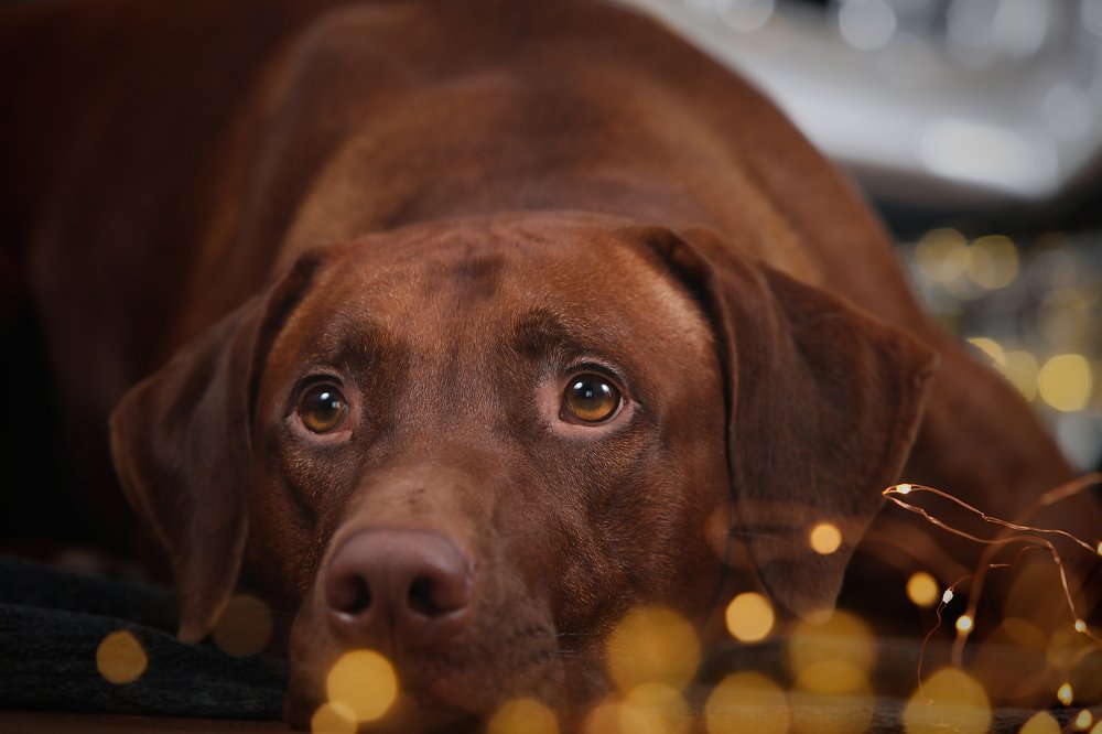 Photograph by Галина Ледок