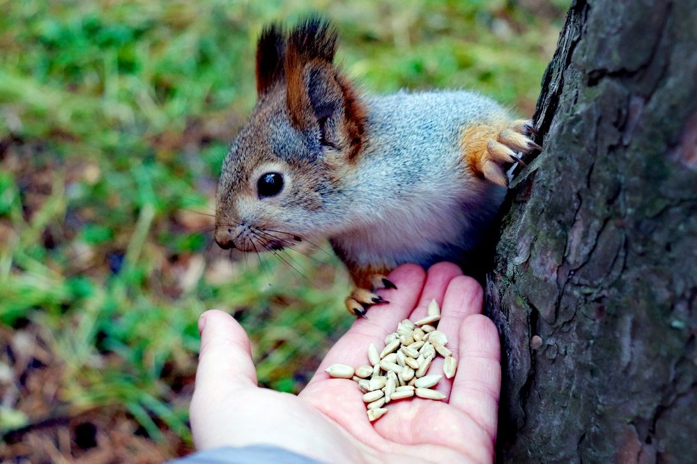 В гостях у зверька