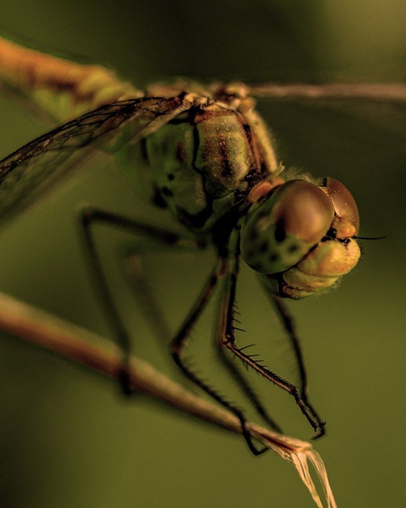 Photograph by Laura Pogosova