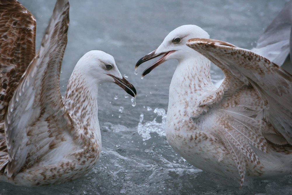 Разговор на высоких крыльях - Talking on high wings