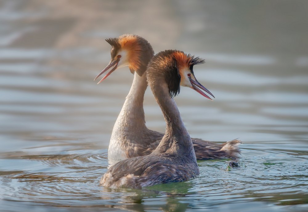 Photograph by Alexander Plekhanov