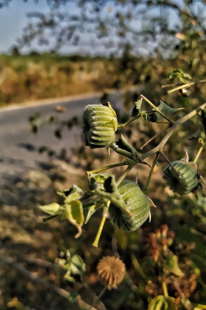 Photograph by Aung Zaw Min