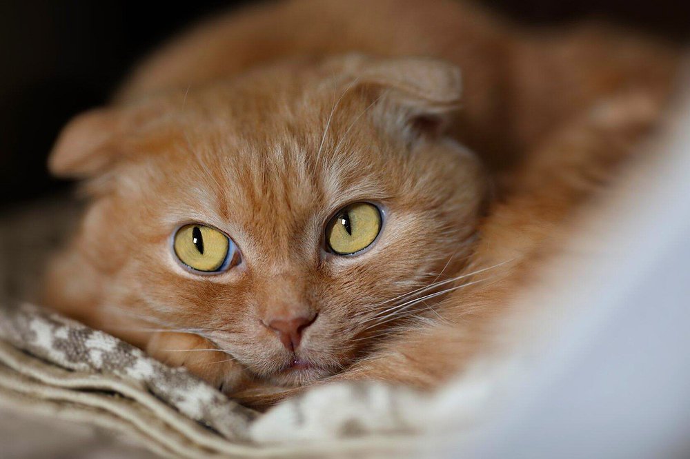 Рыжий мечтатель.