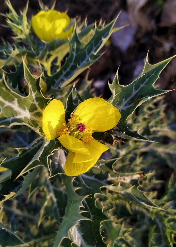 Photograph by Aung Zaw Min
