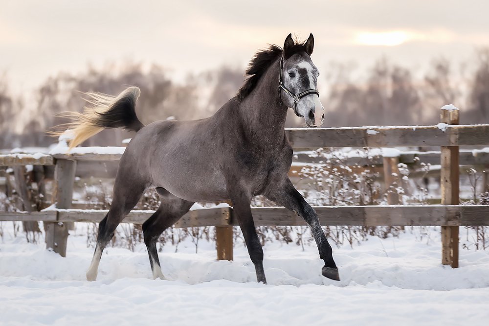 В лучах морозного заката