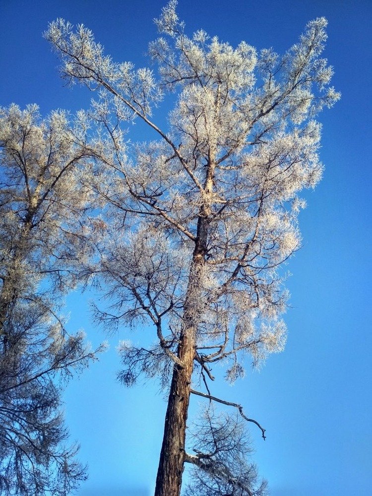 Иней на лиственнице