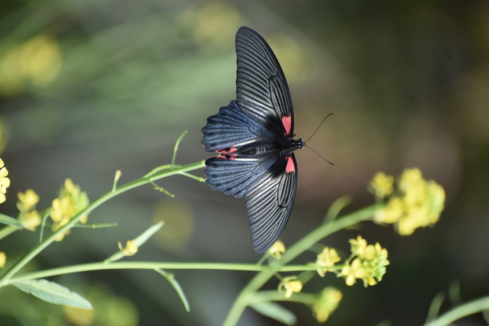 Photograph by Jemni Perme
