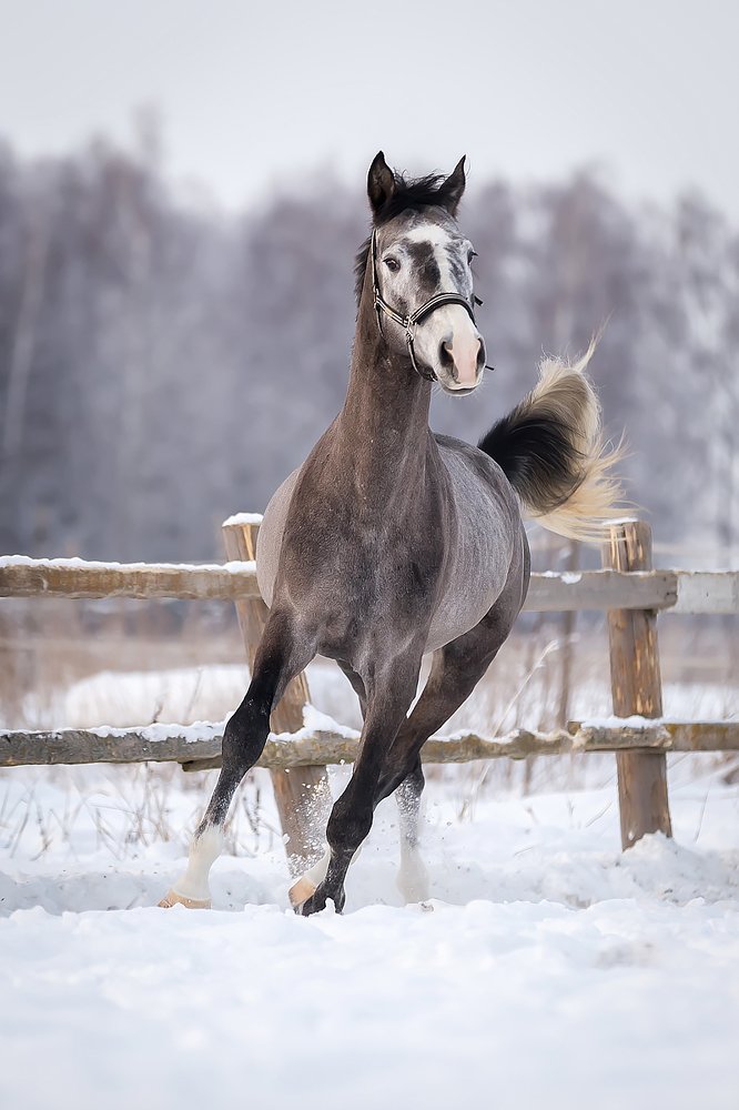 Зимняя прогулка