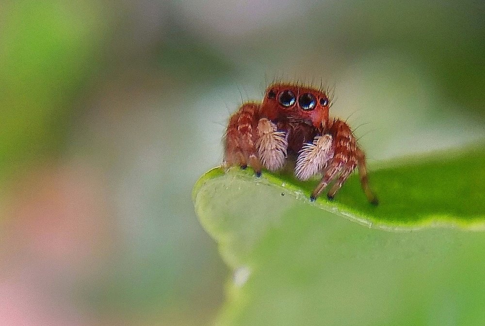 Photograph by Susmita Ghosh