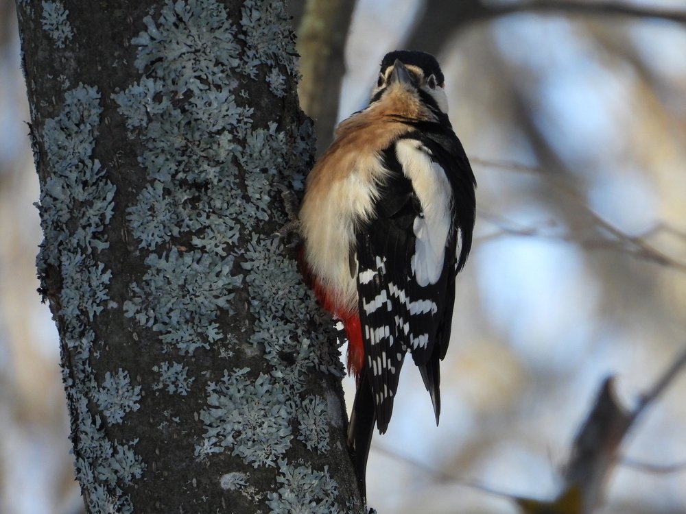 Большо́й пёстрый дя́тел, или пёстрый дя́тел (лат. Dendrocopos major)