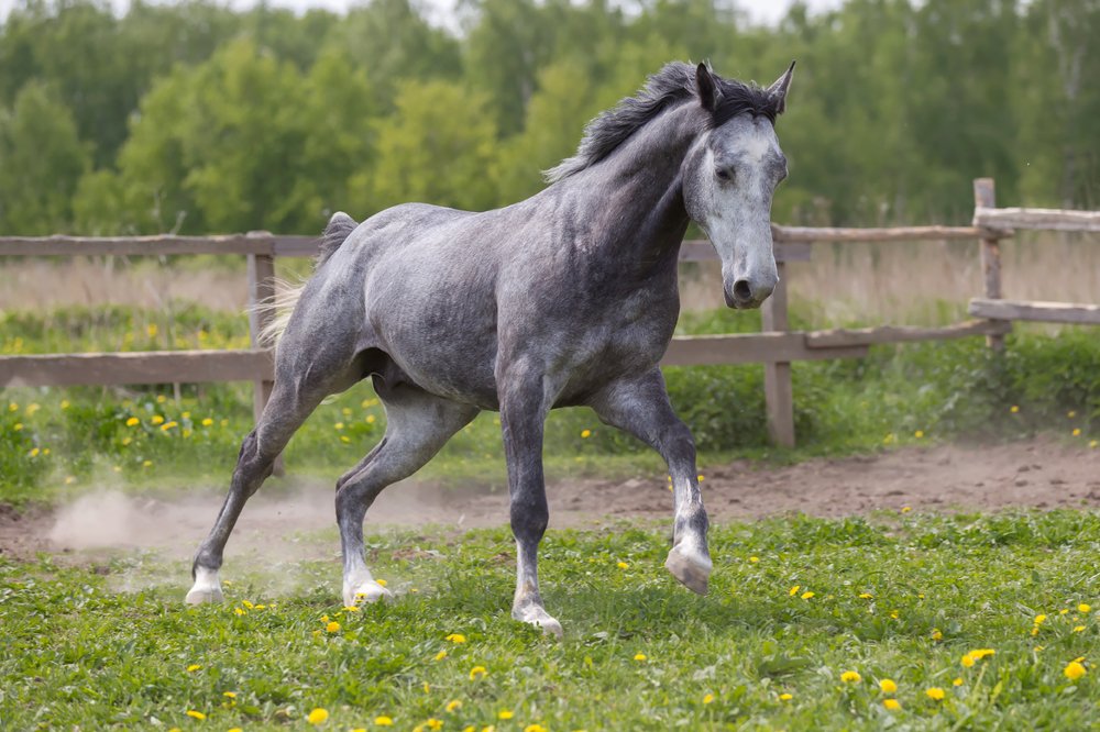 Свободный галоп