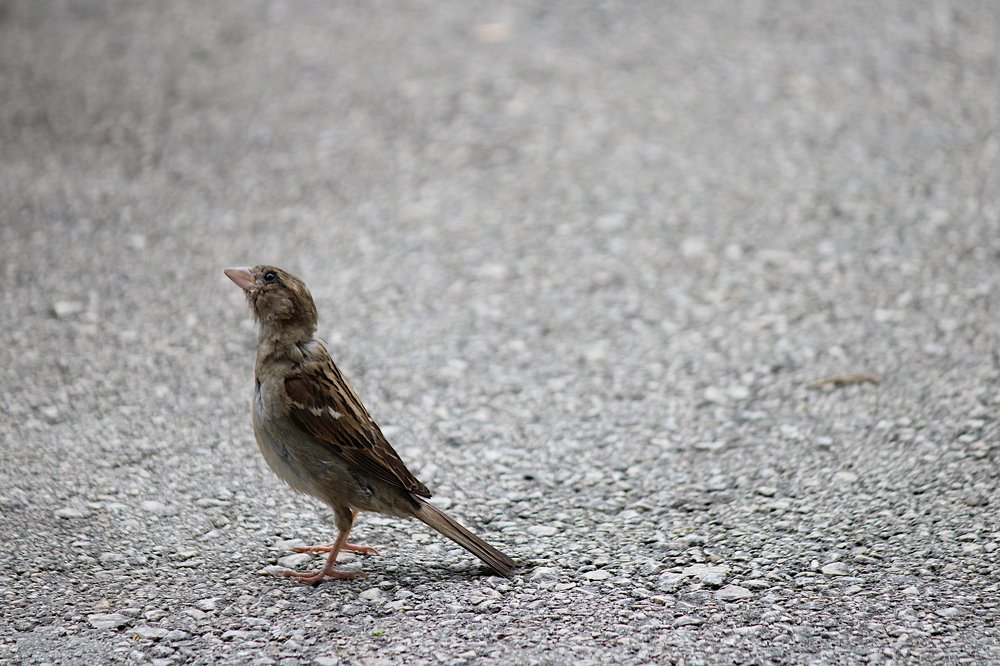 The hungry sparrow