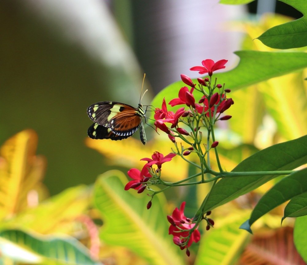 Сладкоежка.