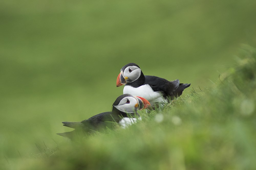 Puffins