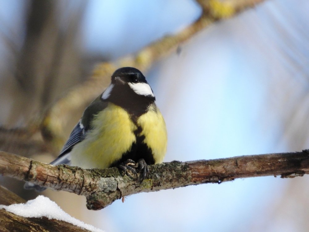 Больша́я сини́ца, или больша́к (лат. Parus major)