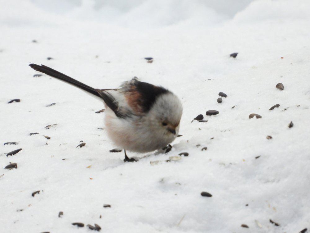 Длиннохво́стая сини́ца, или ополовник (лат. Aegithalos caudatus)