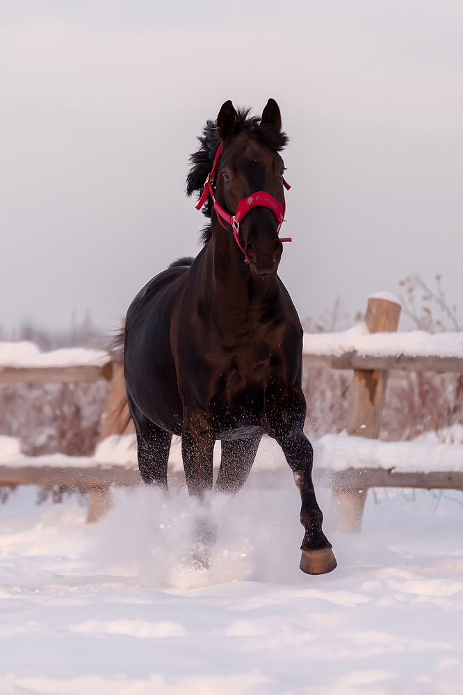 Photograph by Анастасия Петрова