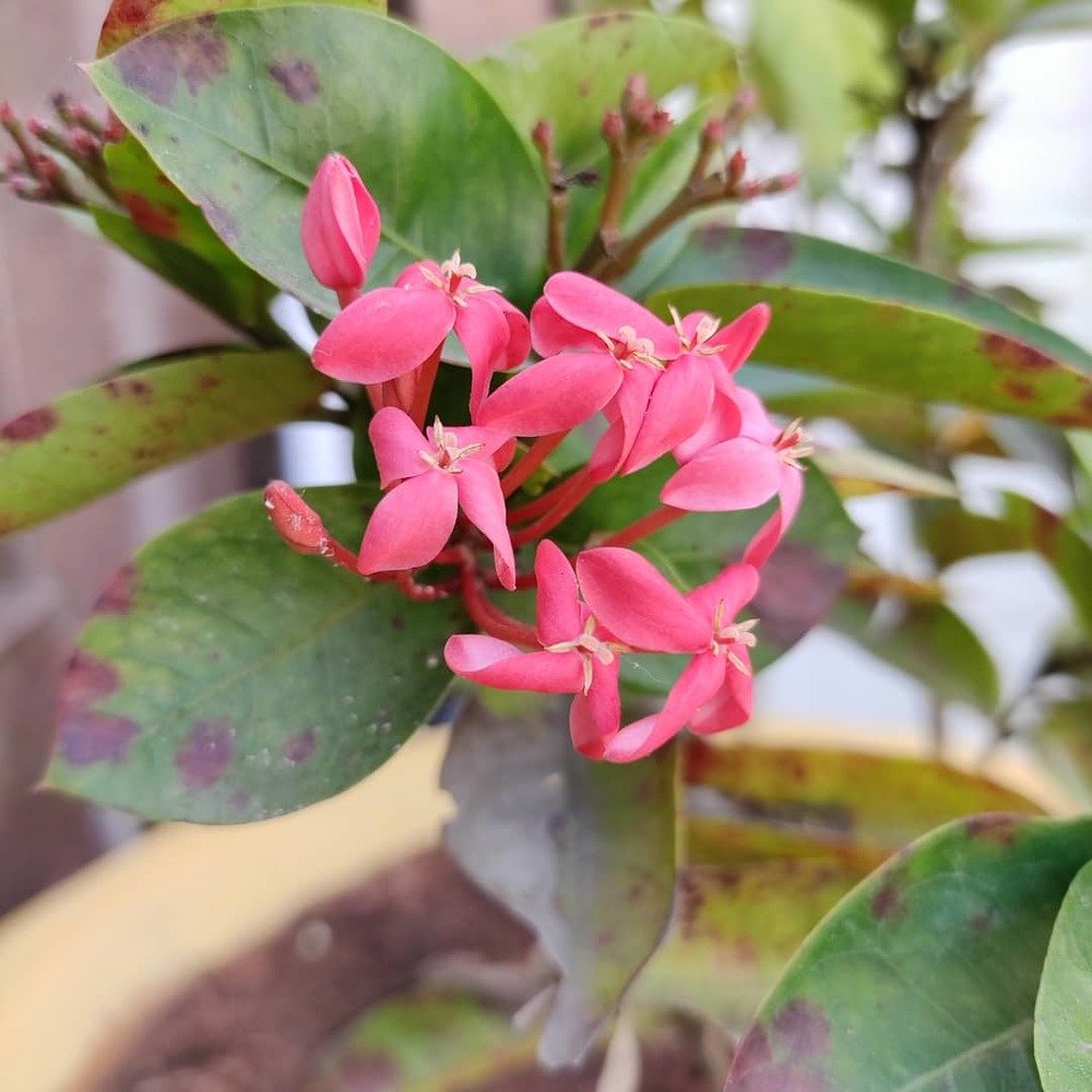 Photograph by Diwakaran D