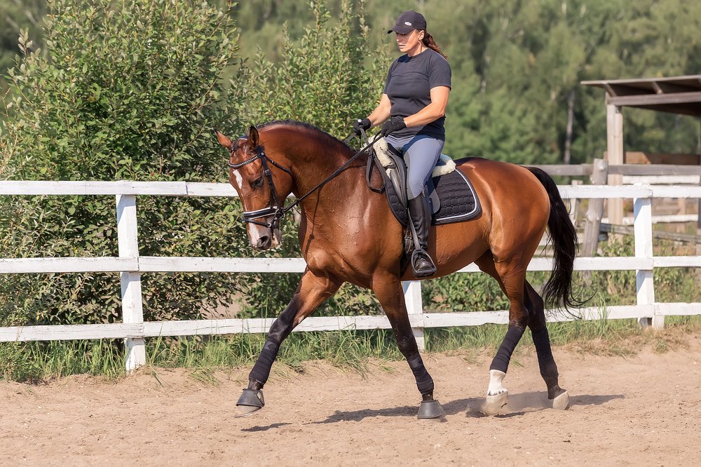 Работа берейтора