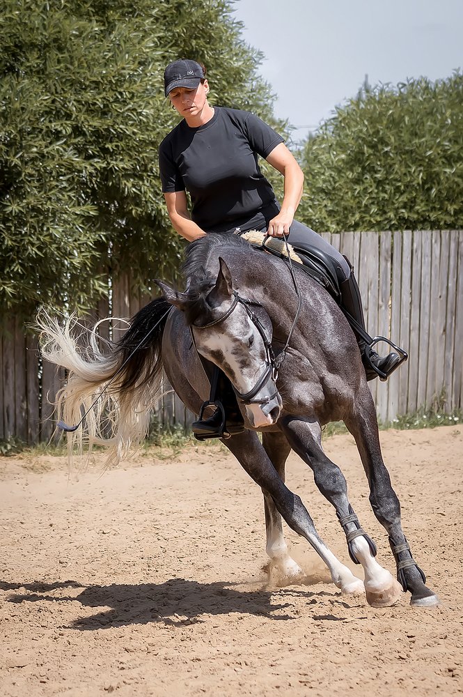Тренинг спортивной лошади