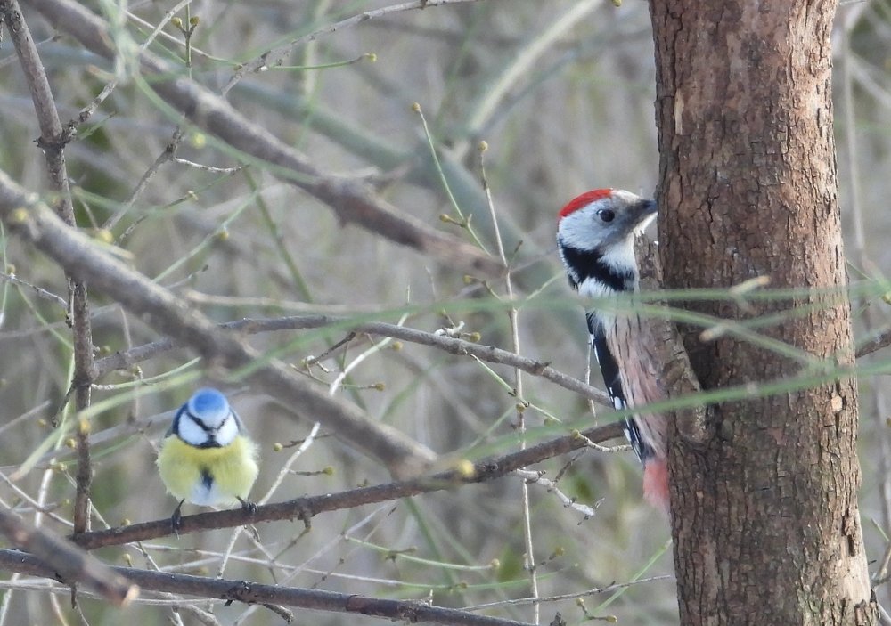 Пернатые приятели
