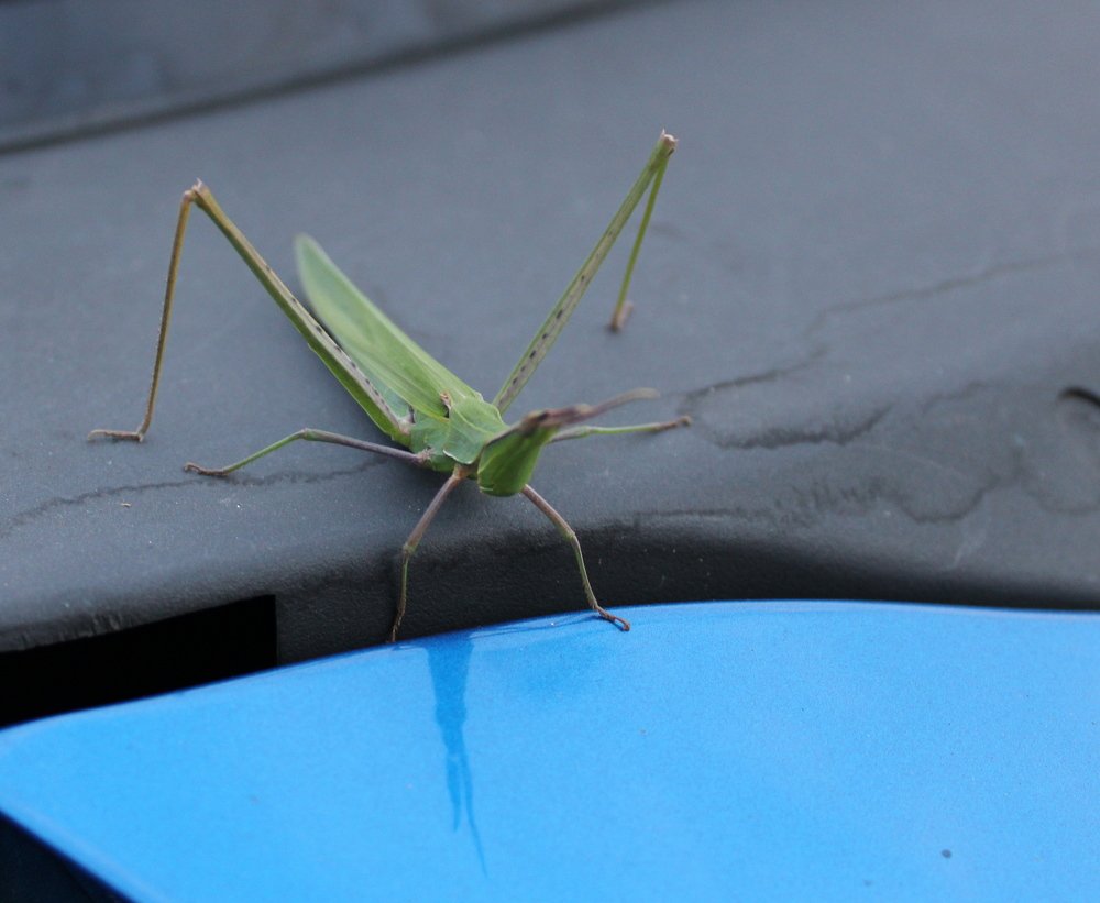 Grasshopper (Кузнечик)