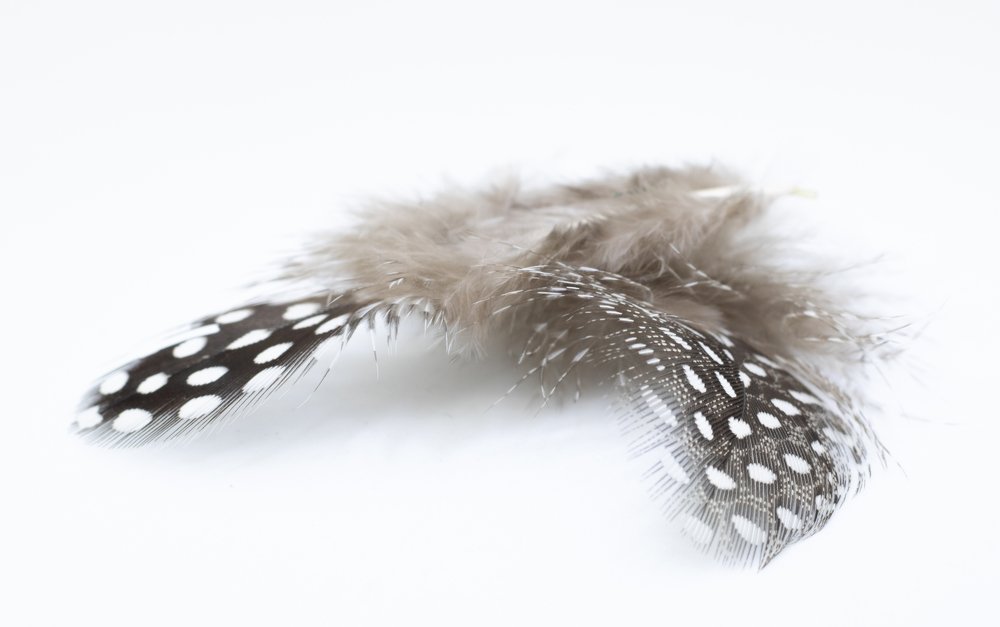 Виски... Перья...