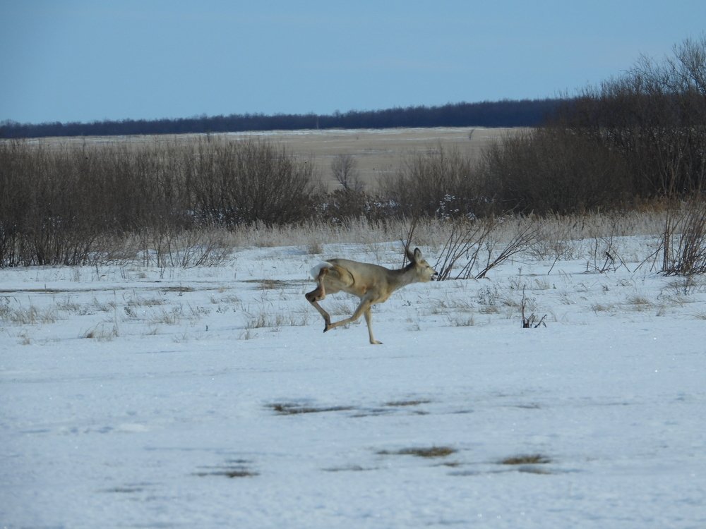 Бегущая Европейская Косуля
