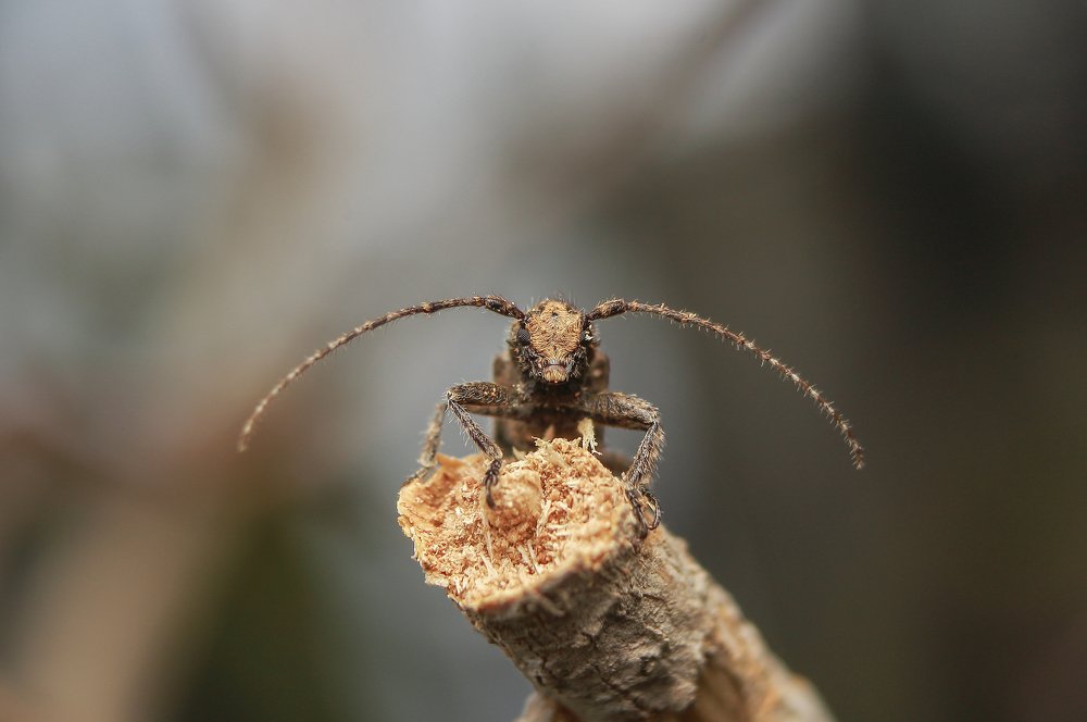 Photograph by Yusuf Buchari