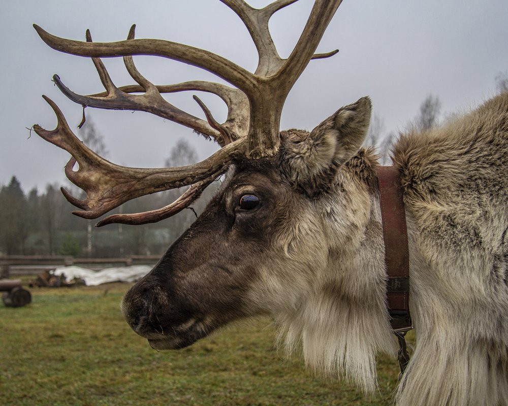 Северный олень