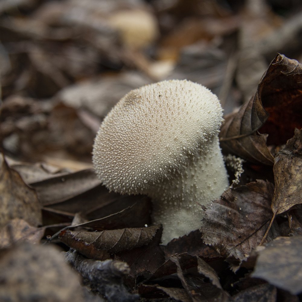 Photograph by Татьяна Шустрова