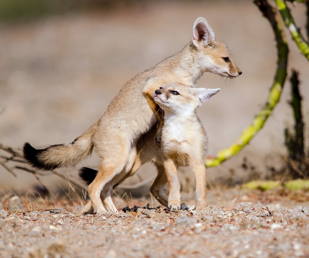 Photograph by somil makadia