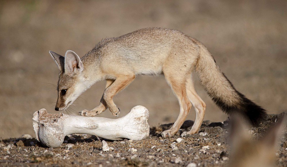 Photograph by somil makadia