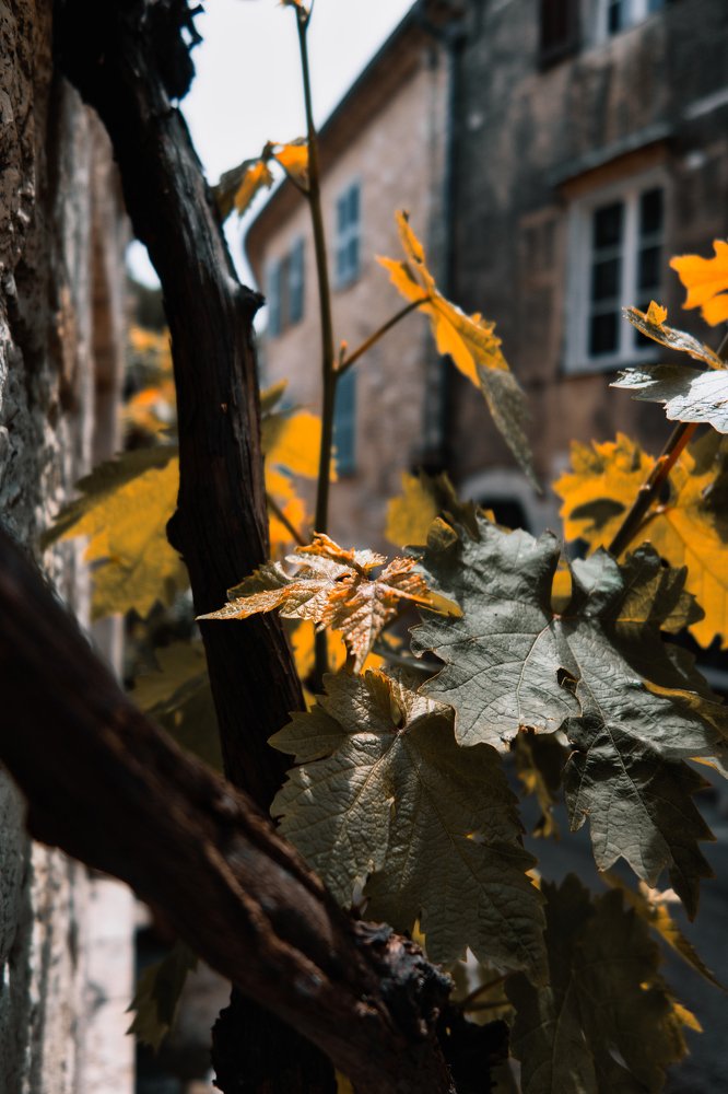 Листья винограда