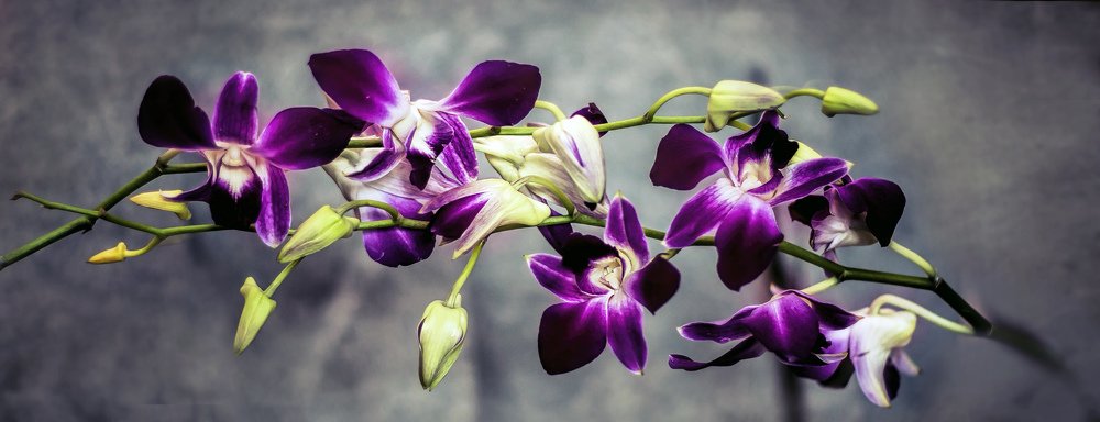 Photograph by Елена Венкова