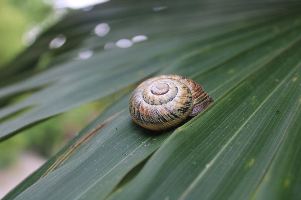 Snail (Улитка)