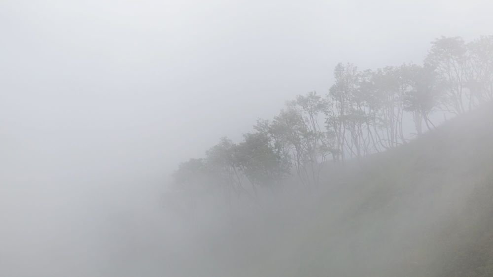 Фотография автора Алина Прищепа