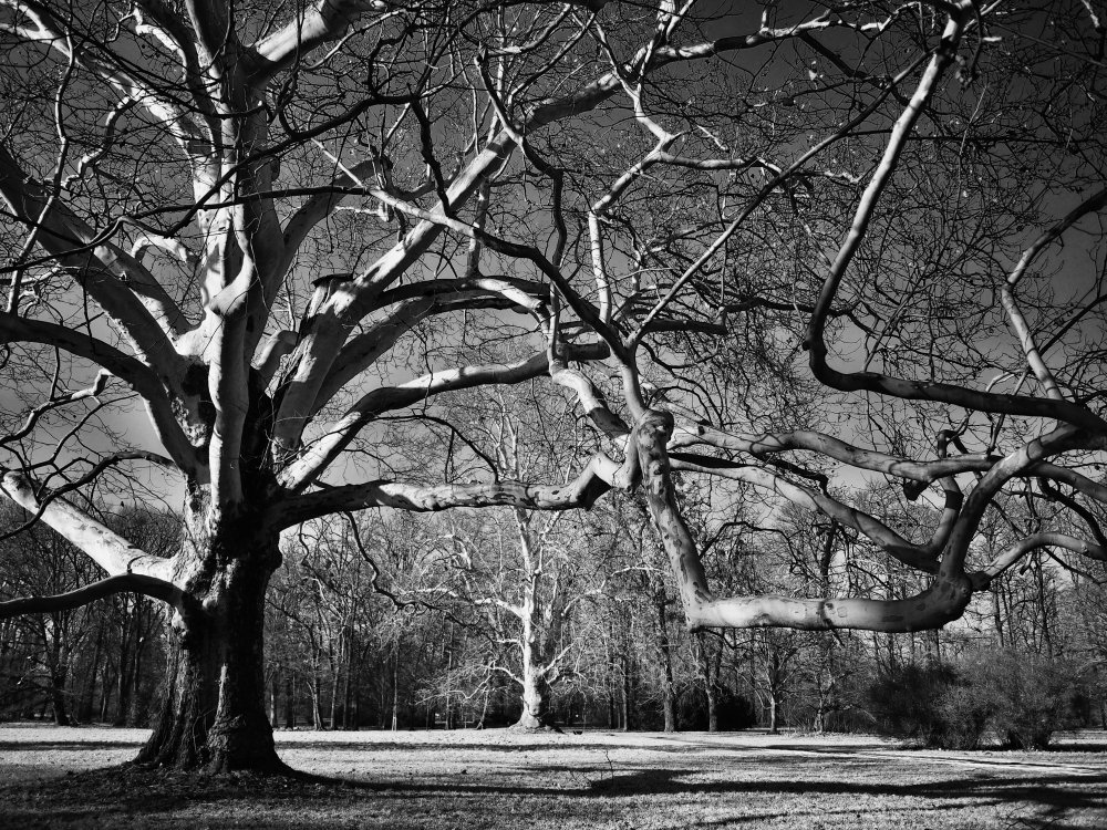 Photograph by Vladimír Hudeček