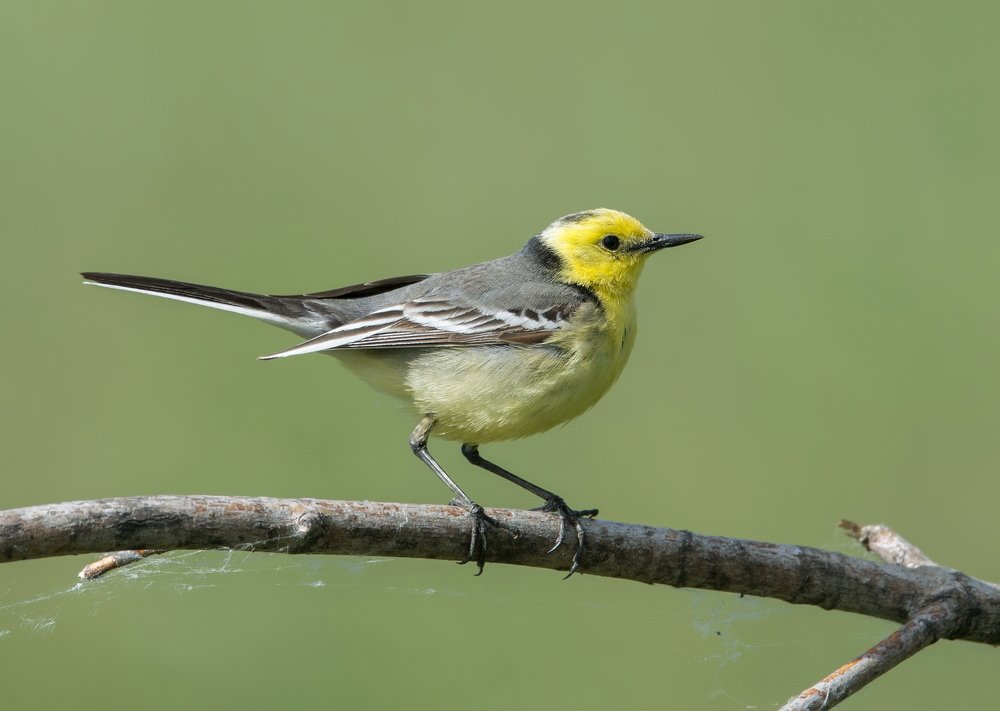 Желтоголовая трясогузка