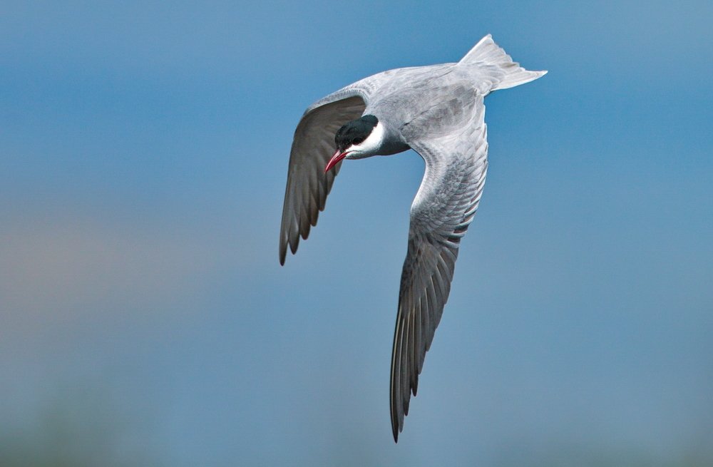 Белощёкая крачка