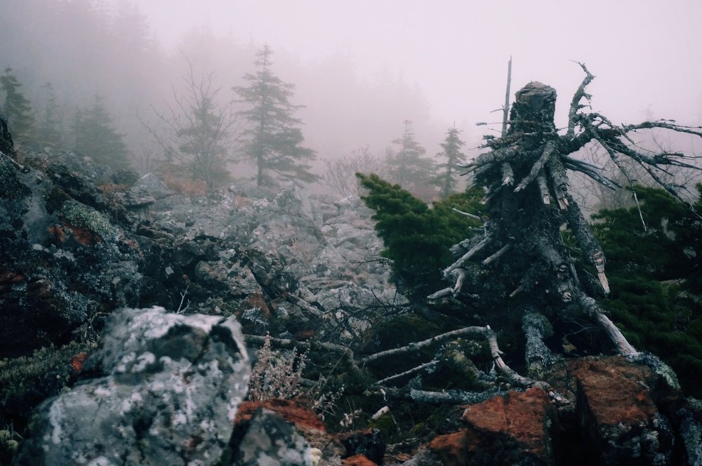 Photo #4442412