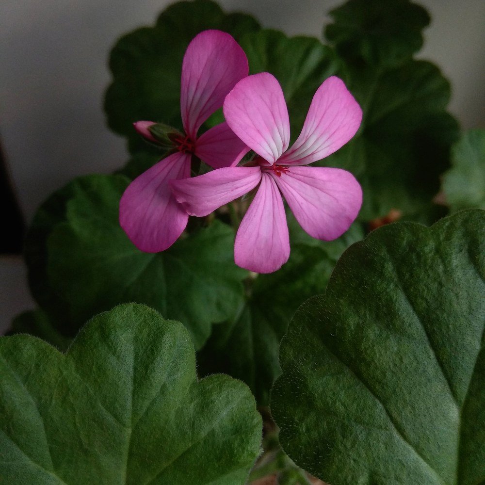 Photograph by Людмила Бурьян