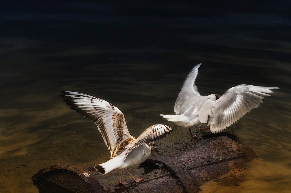 Из жизни чаек или хроники семейной жизни.