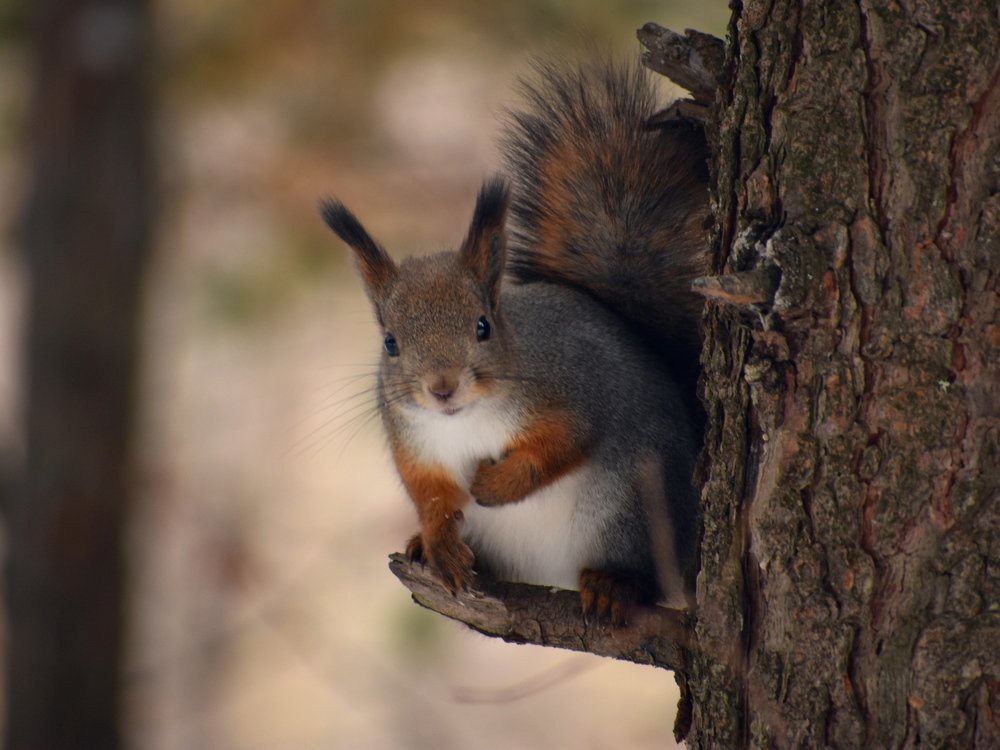 Photograph by Наталья Аржинт