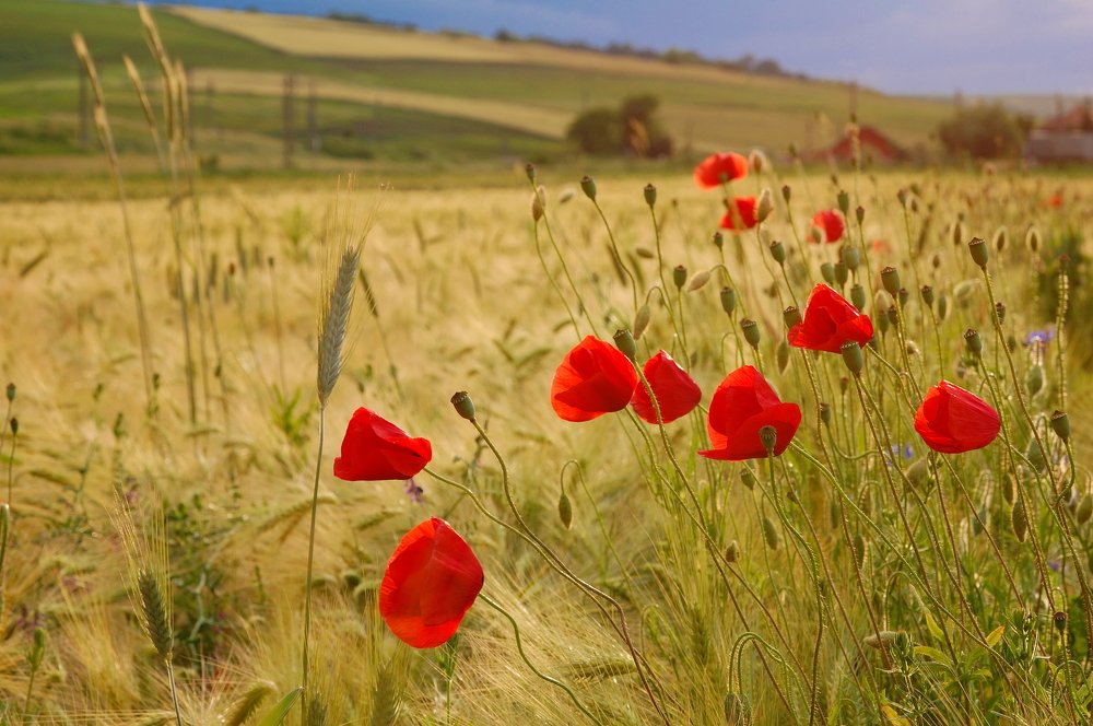 Фотография автора Teglaş Marin