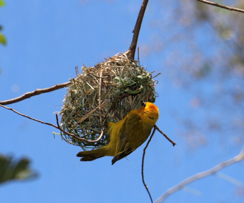 Архитектор.