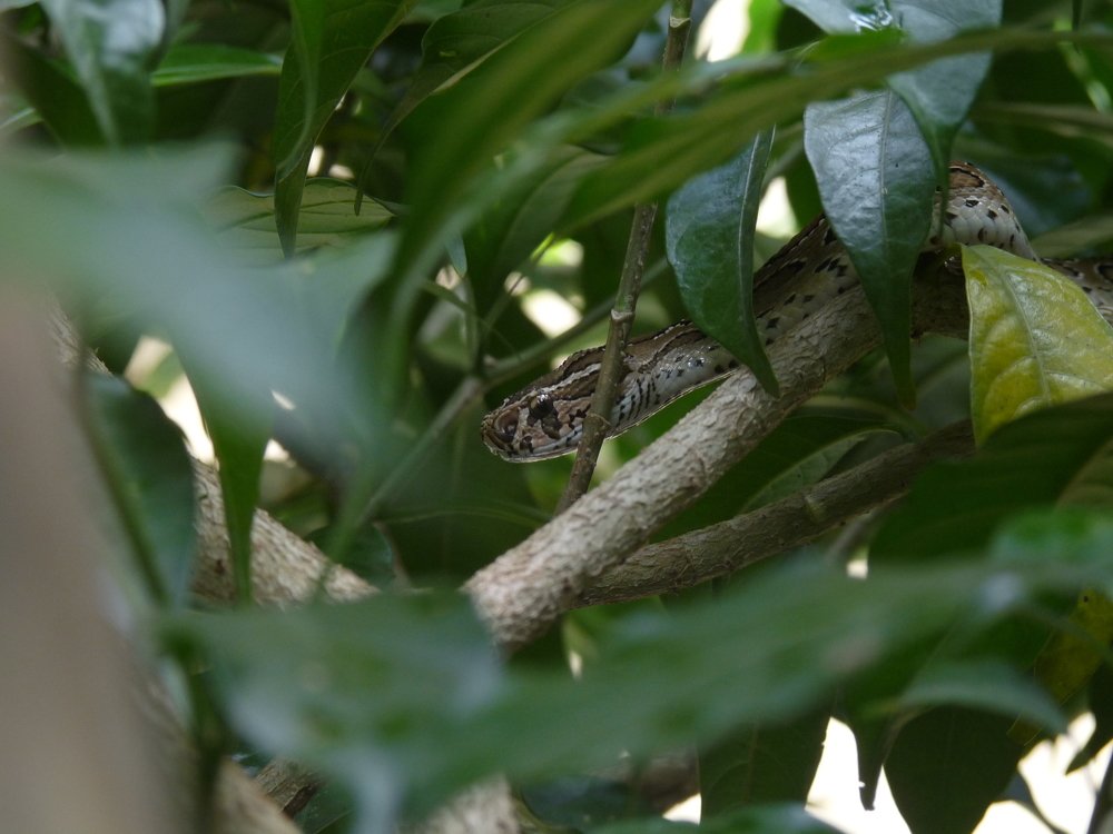 Camouflage in Greens