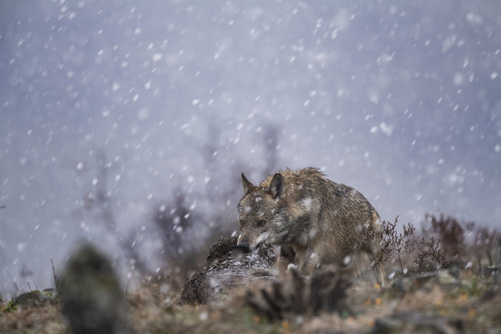 Photograph by Ernestas Balcikonis