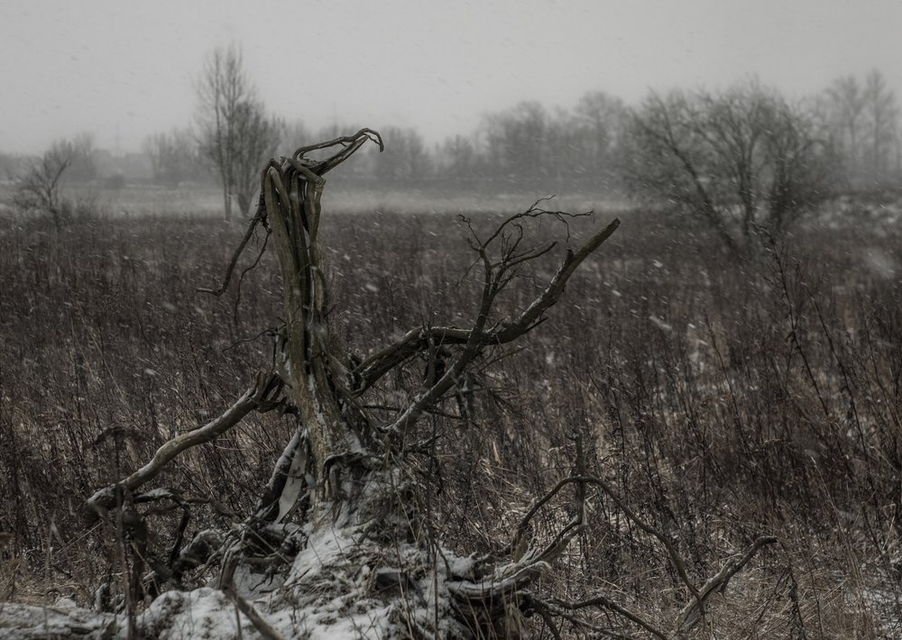 Photo #4442848