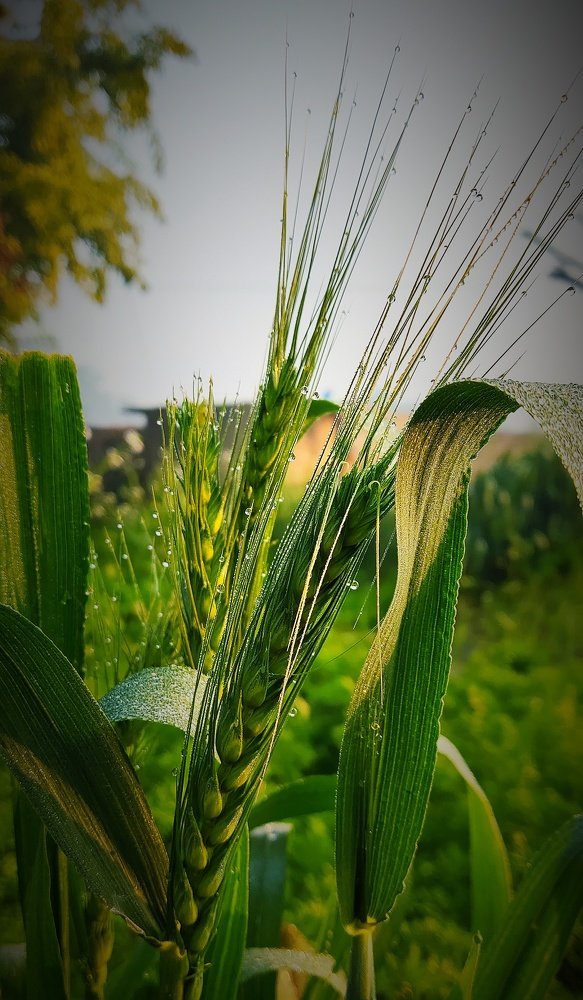 Natural photography of farmers hardwork